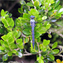 Dragonfly Thumbnail