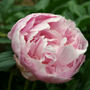 Peony Thumbnail